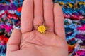 Little yellow rose in hand on colorful background Royalty Free Stock Photo