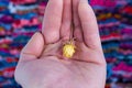 Little yellow rose in hand on colorful background Royalty Free Stock Photo