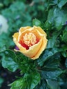 Little yellow rose like flower beginning to grow