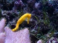 Little yellow seahorse