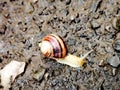 A little yellow snail on the ground Royalty Free Stock Photo