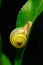 Little yellow snail crawling on green leaf in garden. Snail in nature in grass next to a river Royalty Free Stock Photo