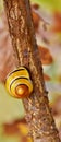Little yellow Snail house Royalty Free Stock Photo