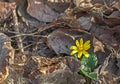 Little yellow spring flower Royalty Free Stock Photo