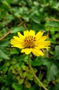 Little yellow star flower in nature garden Royalty Free Stock Photo