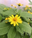 little yellow sunflower