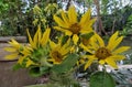 Little yellow sunflowers in clear glass flower in the garden Royalty Free Stock Photo