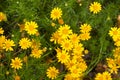 Little yellow Thymophylla Tenuiloba Royalty Free Stock Photo