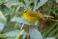 Little yellow warbler perched on a bush branch