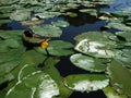 Little Yellow water lily on green leaves in dark