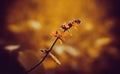 Little yellow  wild flower blooming in the forest Royalty Free Stock Photo