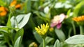 Little Yellow Zinnia Bud Royalty Free Stock Photo