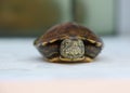 Little Yeysk turtle