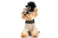 Little yorkie dog is posing with an arrogant vibe Royalty Free Stock Photo