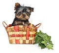 Little Yorkie Puppy Royalty Free Stock Photo