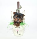 Easter Yorkie Puppy