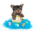 Easter Yorkie Puppy Royalty Free Stock Photo