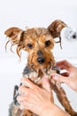 Little yorkshire dog getting washed. Royalty Free Stock Photo