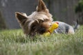 Little yorkshire dog laying on the grass and chewing squeaky chicken toy