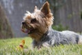 Little yorkshire dog laying on the grass looking in the distance, squeaky toy, detail