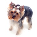 Little yorkshire terrier