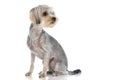 Little yorkshire terrier dog looking back, over shoulder Royalty Free Stock Photo