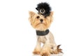 Little yorkshire terrier dog wearing a black hair clip Royalty Free Stock Photo