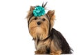 Little yorkshire terrier dog wearing blue flower Royalty Free Stock Photo