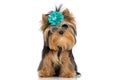 Little yorkshire terrier dog wearing sunglasses and blue flower Royalty Free Stock Photo