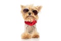 Little yorkshire terrier dog wearing sunglasses, sticking out tongue Royalty Free Stock Photo