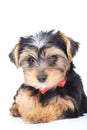 Little yorkshire terrier laying down on white background Royalty Free Stock Photo