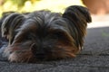 Little Yorkshire Terrier looking at the camera, Yorkie Dog. Royalty Free Stock Photo