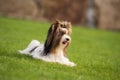 A little Yorkshire Terrier is playing outside in the garden Royalty Free Stock Photo