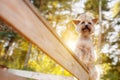 Little Yorkshire Terrier posing at the tree at the summer