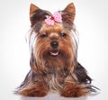 Little yorkshire terrier puppy dog looking sleepy Royalty Free Stock Photo