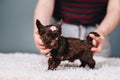 Little Yorkshire Terrier Puppy with a Pink Flower Clip Royalty Free Stock Photo