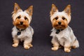 Little Yorkshire Terrier puppy posing with nature background, generative ai color grading. Cute Yorkie Dog watching to camera