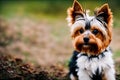 Little Yorkshire Terrier puppy posing with nature background, generative ai color grading. Cute Yorkie Dog watching to camera