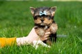 A little Yorkshire Terrier Puppy Sits in the arms of a girl against the background of green grass. Cute dog Royalty Free Stock Photo