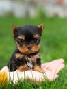 A little Yorkshire Terrier Puppy Sits in the arms of a girl against the background of green grass. Cute dog Royalty Free Stock Photo