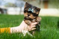 A little Yorkshire Terrier Puppy Sits in the arms of a girl against the background of green grass. Cute dog Royalty Free Stock Photo