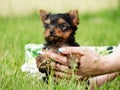 A little Yorkshire Terrier Puppy Sits in the arms of a girl against the background of green grass Royalty Free Stock Photo