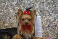 Little Yorkshire terrier with red bow, on a dogshow, being groomed with hairspray.