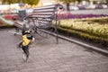 Little Yorkshire Terrier for a walk in the city. Yorick dog in funny black and yellow clothes. York funny stands on his hind legs