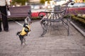 Little Yorkshire Terrier for a walk in the city. Yorick dog in funny black and yellow clothes. York funny stands on his hind legs