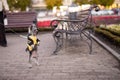 Little Yorkshire Terrier for a walk in the city. Yorick dog in funny black and yellow clothes. York funny stands on his hind legs