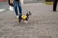 Little Yorkshire Terrier for a walk in the city. Yorick dog in funny black and yellow clothes. York funny stands on his hind legs