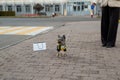 Little Yorkshire Terrier for a walk in the city. Yorick dog in funny black and yellow clothes. York funny stands on his hind legs