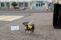 Little Yorkshire Terrier for a walk in the city. Yorick dog in funny black and yellow clothes. York funny stands on his hind legs