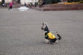 Little Yorkshire Terrier for a walk in the city. Yorick dog in funny black and yellow clothes. York funny stands on his hind legs